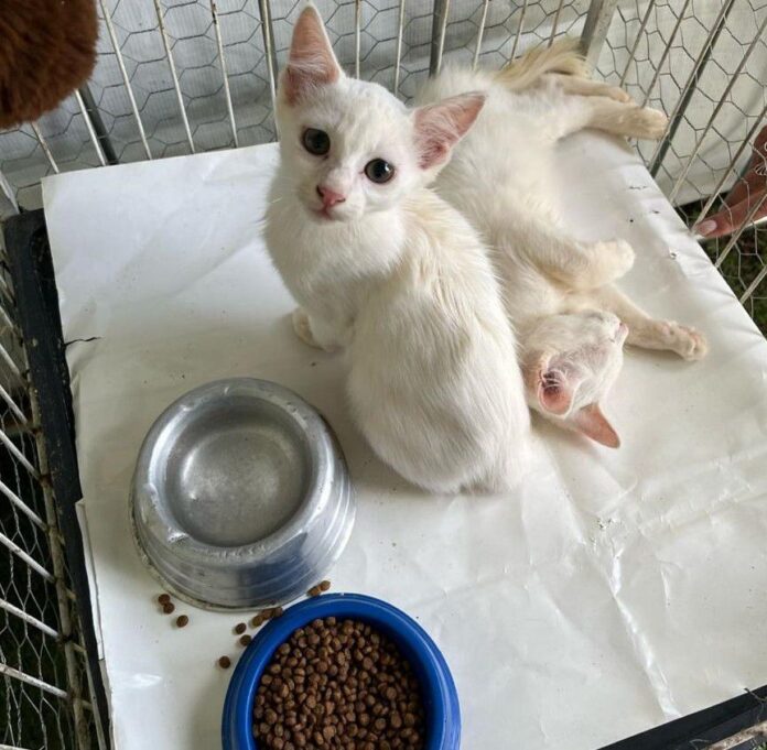 Suzano Shopping recebe evento de adoção de cães e gatos do projeto “Baby, me Leva