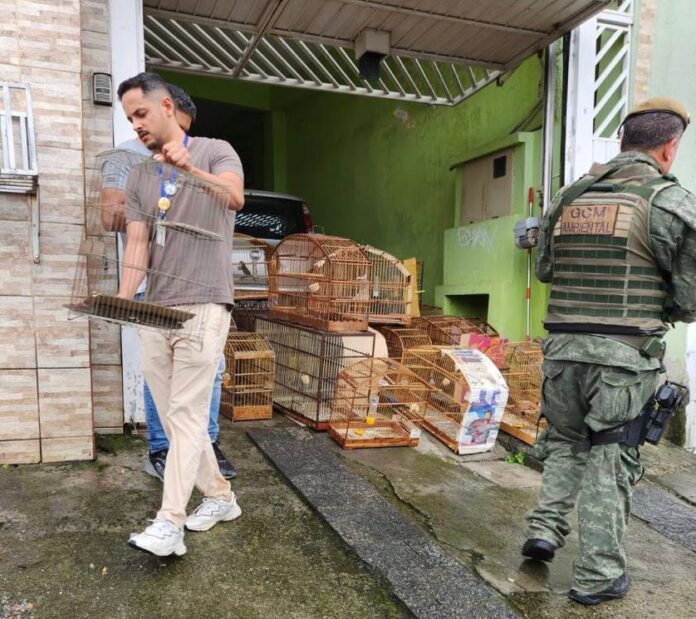 Guarda Ambiental de Itaquá resgata 46 pássaros em cativeiro no Monte Belo