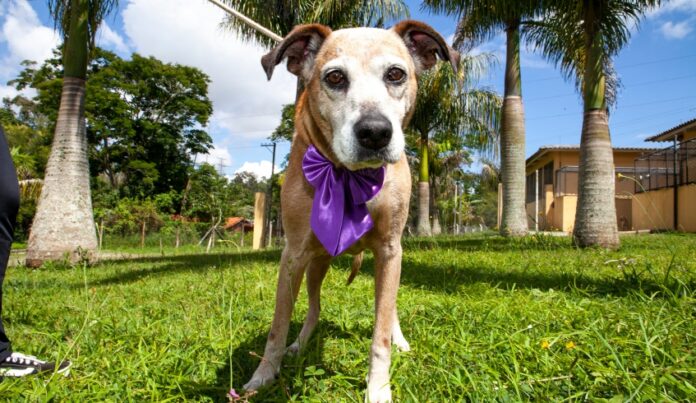 Mutirão de Castração e Feira de Adoção de Animais será realizado nesta sexta, sábado e domingo